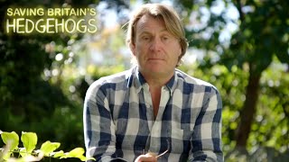 Saving Britain's Hedgehogs