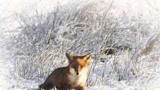 Ходовая зимняя охота 2015 Омская область