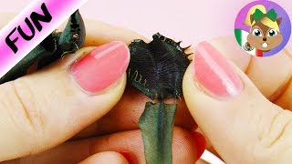 ¿Se muere mi planta carnívora? ¡Hojas negras y secas! Plantas carnívoras