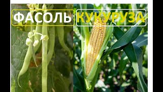 Фасоль белая вьющаяся плетущаяся растёт по кукурузе