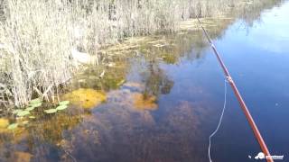 David Dudley Sight Fishing with the Pivothead POV Video Camera Glasses