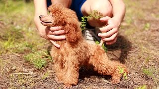 Миниатюрные пудельки в июльском лесу.