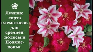 ❀ Лучшие сорта клематисов для средней полосы и Подмосковья