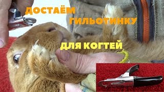Как безболезненно подстричь когти кролику при помощи гильотины