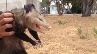 Wild Opossum Playing Dead (Fremont, California)