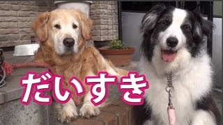 大好きなゴールデン・レトリバー宅へ訪問するボーダーコリー