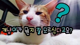 길고양이 모모를 아시나요 길고양이 새끼 키우기 길고양이 길들이기 길고양이 키우기 길고양이 밥주기 길냥이 길들이기 길냥이 친해지기