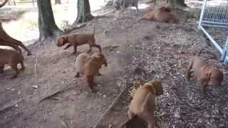 Beretta & Savannah Pups Adventure & Explore
