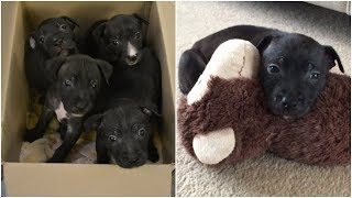 Puppies were crying in a box what would have happened if they hadn’t been found