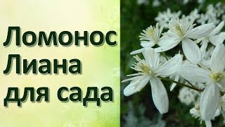 Клематис Ломонос манчжурский Прекрасное растение для беседки
