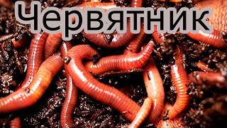 Мой червятник. Разведение червей.