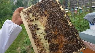 Осмотр семьи с двумя корпусами 12.06.2018
