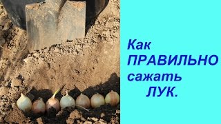 Как ПРАВИЛЬНО сажать ЛУК. | Planting Onions.