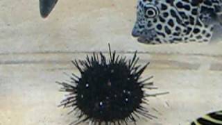 ツブガイ、サザエ、冷凍うに、生うにの順番に水槽に入れて底物釣り魚の反応テスト　和歌山釣太郎