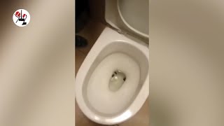 Наркокладовщик смыл мефедрон в унитаз. Real video