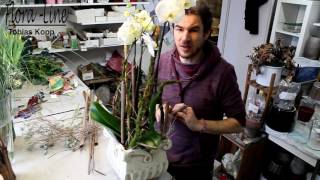 Blumendeko selber machen: Orchideepflanze harmonisch & naturnah ausgarnieren