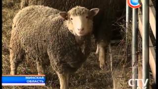 В Беларуси начинают разводить овец знаменитой французской породы