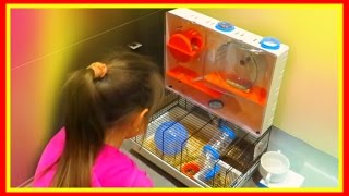 Хомяк играет с ребёнком #животные #Хомяки