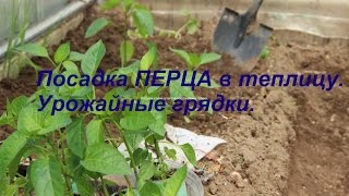 Посадка перца в теплицу.Урожайные грядки.