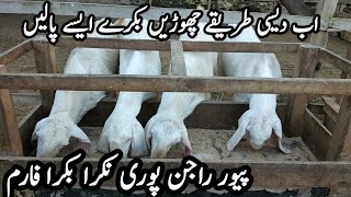 Bakra farming in Pakistan||goat farm||goat farm in Punjab