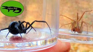 Black Widow VS Brown Recluse! - Which is Deadlier?