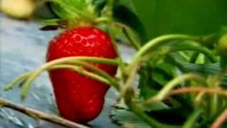 Dr. Bactéria - Como eliminar agrotóxicos dos vegetais