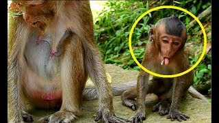 What problem happen wrong why poor baby Lori look like this| Old thin mother find food with baby.