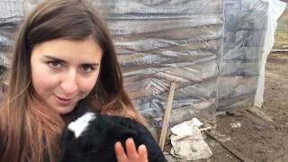 Новые жители нашего нового сарая