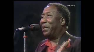 Muddy Waters • Live In Montreal 1980