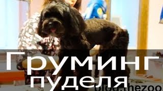 Груминг пуделя, стрижка пуделя видео, стрижка пуделя под машинку