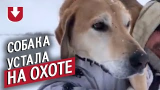 Собака устала — вот что сделали охотники!
