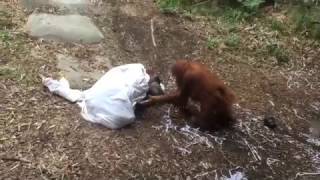 В мире животных- женщина есть женщина. Зоопарк  St. Louis zoo. Ghost at the zoo