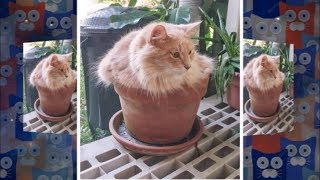 Коты в горшках - коты приколы