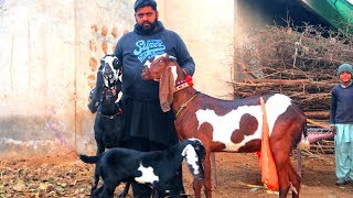 Top Class Nagra Beetal Goats Of Nadeem Gujjar Sahiwal 2020