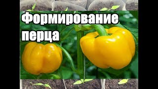 Как формировать перец /Формирование перца в открытом грунте