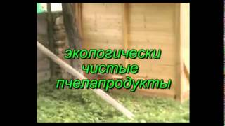 Чертеж лечебного домика с пчелами