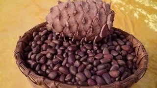 Очистка кедровых орехов от шишек )