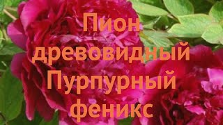 Пион древовидный Пурпурный феникс ? обзор: как сажать, саженцы пиона Пурпурный феникс