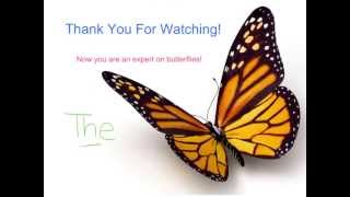 Butterfly Life Cycle