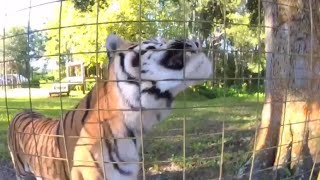 MOVING BIG CATS!!