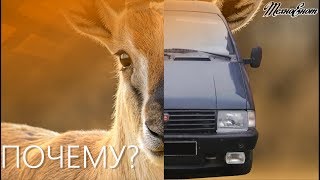 ПОЧЕМУ ГАЗЕЛЬ?