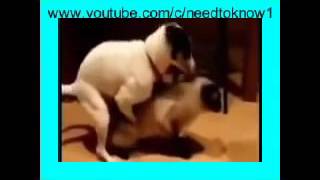Dog And Cat Mating Love Animals Compilation 3