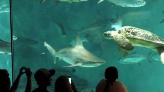 Discover your Aquarium