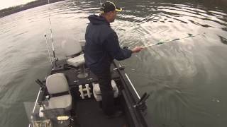 Giant Blue Catfish: Fightin December Brutes!