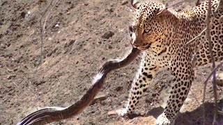 Leopard Attacks Python in Kruger - Latest Sightings