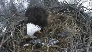 Decorah Eagles 2-2-2012 Rabbit
