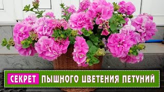 И снова о петуниях.По просьбам трудящихся.....