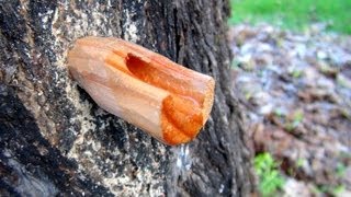 Tapping A Maple Tree