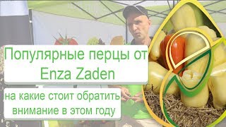 Популярные перцы от Enza Zaden (на какие стоит обратить внимание в этом году)