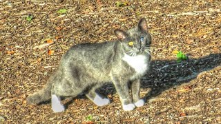 One Eyed Stray Cat